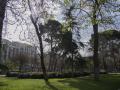 Árboles situados en el Parque del Retiro de Madrid