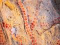 Detalle de las pinturas rupestres encontradas en la cueva de las Estrellas