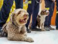 Uno de los perros que ha ido con los voluntarios de Bomberos de Sevilla en tareas de rescate por varias  zonas afectada por el terremoto de Turquía