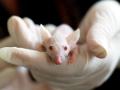 Cría de ratón de laboratorio