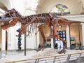 Sue, el famoso Tiranosaurio rex expuesto en el museo de Chicago