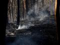 Zonas aún humeantes y con riesgo de incendio en los bosques de Pereda