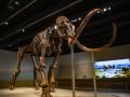 La pieza central de la exposición es el esqueleto fosilizado real de un mamut siberiano
