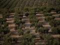 Esta fotografía tomada el 5 de mayo de 2023 muestra un olivar en las afueras del pueblo andaluz de Caserias, cerca de Jaén