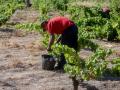 Un trabajador recoge uvas en el campo, a 23 de agosto de 2022, en Madrid