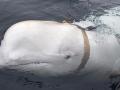 Ballena beluga espía vista en Noruega desde 2019 y recientemente en Suecia