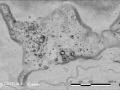 Descubren antigua ciudad maya en Campeche; la nombran Ocomtún, “columna de piedra”