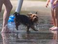 Un perro juego en el agua para refrescarse en Madrid Rio