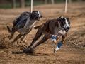 Carrera de galgos