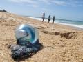 Una medusa en una playa de Cádiz