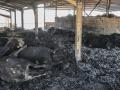 Vacas calcinadas por los incendios en Nea Anchialos, cerca de la ciudad de Volos