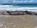 El tiburón peregrino aparecido en la playa de Doniños