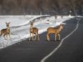 Tres ciervos en una carretera