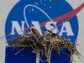 En esta foto del 7 de junio de 2023, dos águilas pescadoras se posan en su nido encima de un letrero del área de clasificación frente al edificio de ensamblaje de vehículos en el Centro Espacial Kennedy de la NASA en Florida.