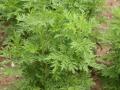 Planta de Artemisia annua