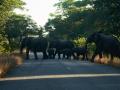 Varios elefantes cruzan una carretera cerca del Parque Nacional de Hwange, en Zimbabue