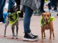 Dos perros llevan pañuelos en una manifestación antitaurina