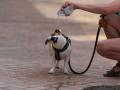 Una persona da de beber agua a su perro en la calle