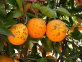 Varias naranjas en un campo alicantino afectadas por las plagas externas.