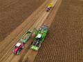 Namur (Bélgica), 13/10/2023.- Agricultores cosechan patatas en un campo en Namur, sur de Bélgica, este viernes. Los Estados miembros de la Unión Europea votarán el 13 de octubre sobre una propuesta del Comisión Europea sobre la ampliación de la aprobación de la controvertida venta del herbicida glifosato, también conocido como Roundup, por parte de la empresa química estadounidense Monsanto. EFE/OLIVIER HOSLET