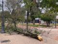 Árbol caído en la Avenida de la Victoria