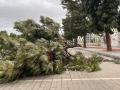 Las incidencias causadas por el temporal en imágenes