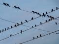 Una bandada de pájaros posados sobre el tendido eléctrico