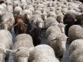 Un rebaño de ovejas trashumantes recorre las calles del municipio de Guadarrama