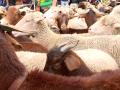 Ovejas y cabras por las calles de Madrid