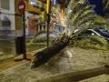 Imagen de los daños provocados por la borrasca que cubre este domingo buena parte de Andalucía, y que ha arrancado árboles de cuajo a su paso por localidades como Huelva