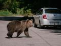 Un oso espera que pasen coches que puedan proporcionarle comida en Rumanía