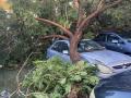 Imagen de los daños provocados por la borrasca que cubre este domingo buena parte de Andalucía, y que ha arrancado árboles de cuajo a su paso por localidades como Lepe (Huelva)