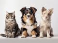 perros