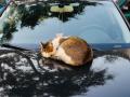 Los gatos acostumbran a dormir en las zonas calientes de los coches