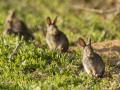 Un grupo de conejos en el campo
