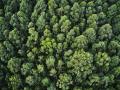 Imagen de un bosque, uno de los principales sumideros de carbono del planeta