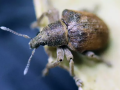 Escarabajo exótico e invasor 'Gonipterus platensis'