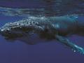 Una ballena jorobada