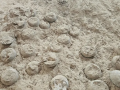 Fósiles de huevos de dinosaurio cristalizados descubiertos en Shiyan, provincia de Hubei, en el centro de China