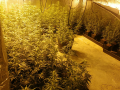 Imagen de las plantas de marihuana encontradas por la Policía Local de Valencia