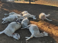 Los cuerpos de las diez ovejas atacadas en Valencia