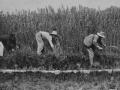 Hombres trabajando en el campo en el año 1894