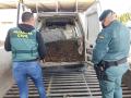 Aceitunas recuperadas por la Guardia Civil de Córdoba