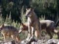 Varios lobos ibéricos del Centro del Lobo Ibérico en localidad de Robledo de Sanabria