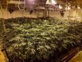 Plantación 'indoor' de marihuana en fraude eléctrico