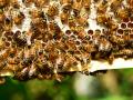 Un panal de abejas