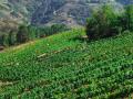 Viñedo en la Ribeira Sacra