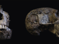 El ancestro lejano de los seres humanos, Australopithecus africanus