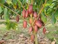 La producción de cacao este año