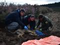 Técnicos medioambientales sacan muestras a uno de los lobos ibéricos